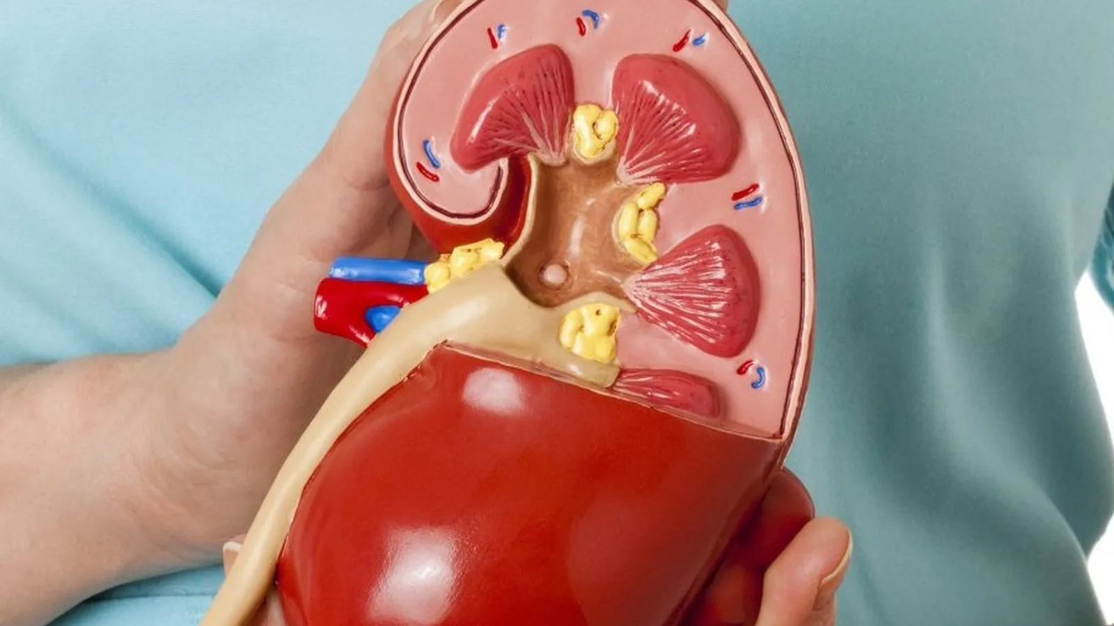 ¿Qué especialista trata la hematuria?